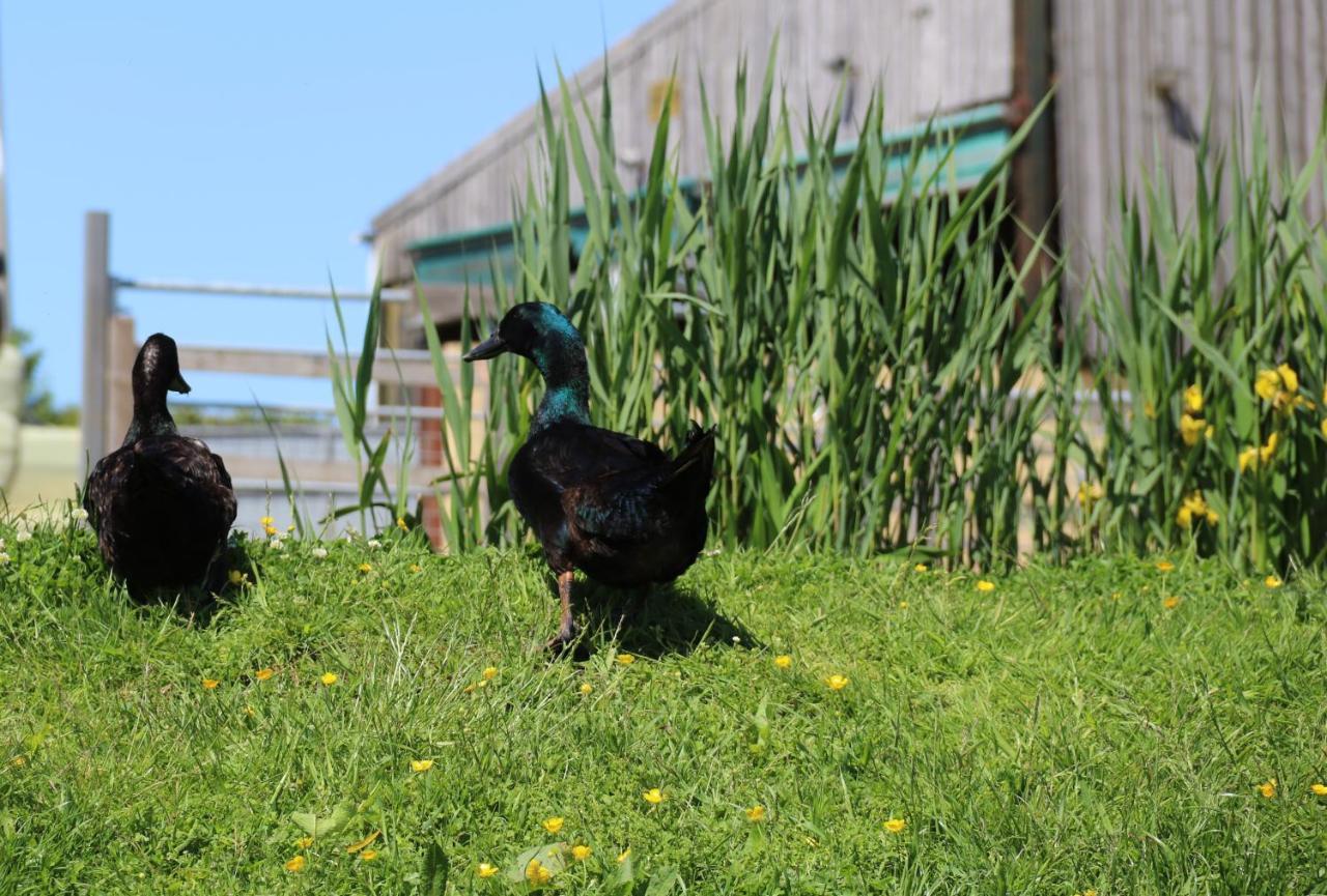 Knapp Farm Glamping Lodge 1 Corscombe 외부 사진